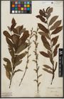 Foto von Salix purpurea L. x Salix silesiaca Willd.